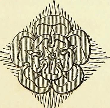 An illustration from A companion to the fourth edition of A glossary of terms used in Grecian, Roman, Italian, and Gothic architecture, 1846, leaf 159