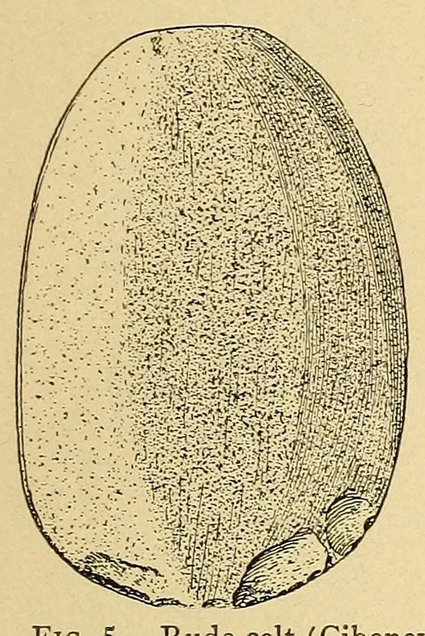 An illustration from Cuba before Columbus, 1921, leaf 105