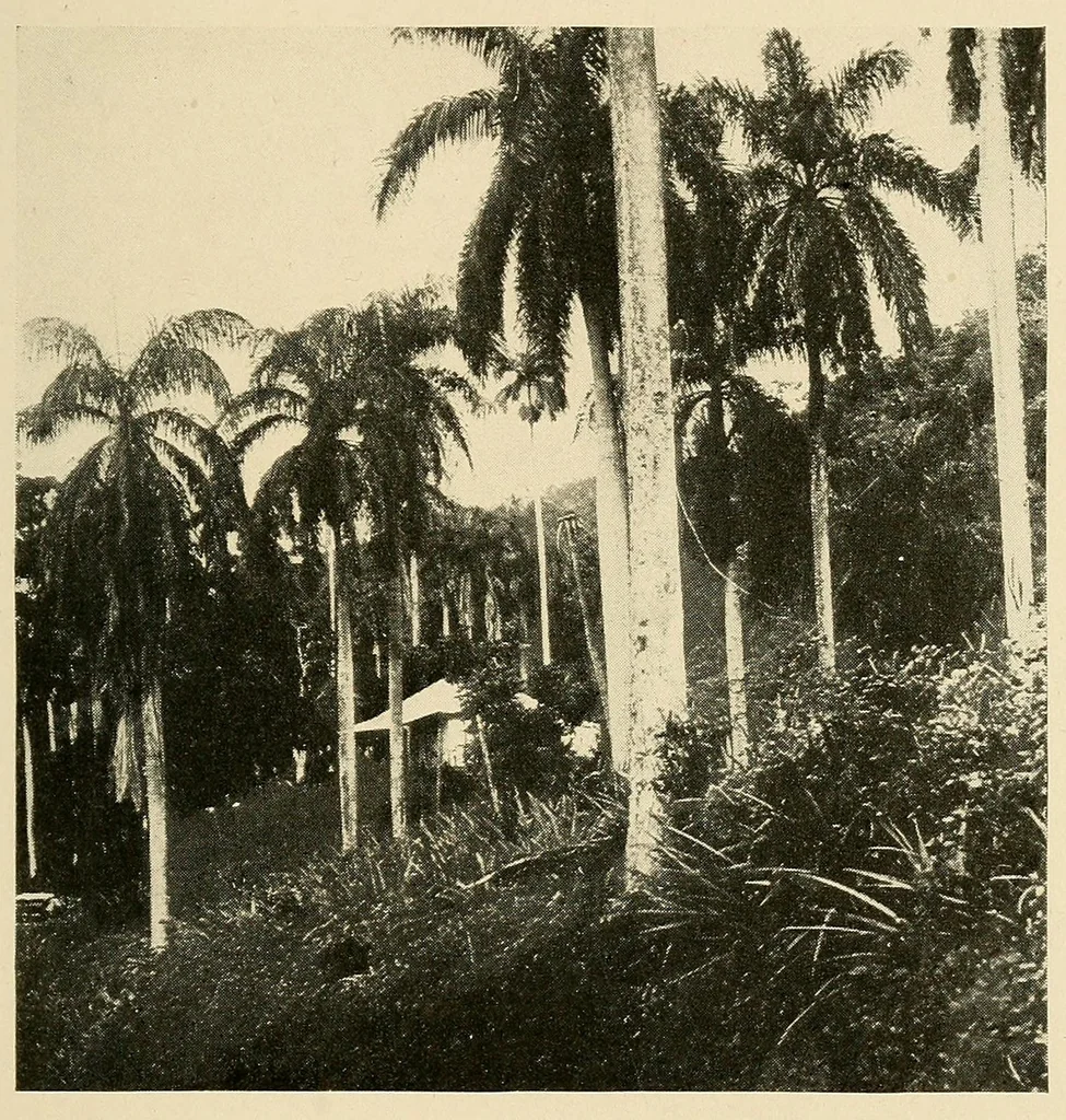 An illustration from Cuba before Columbus, 1921, leaf 217