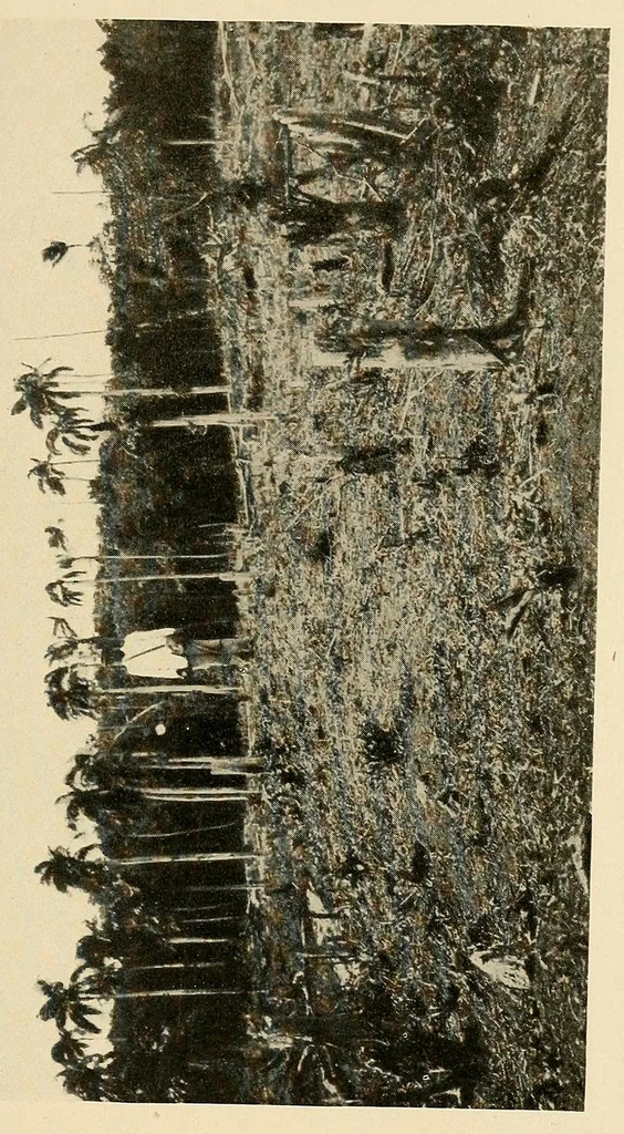 An illustration from Cuba before Columbus, 1921, leaf 311