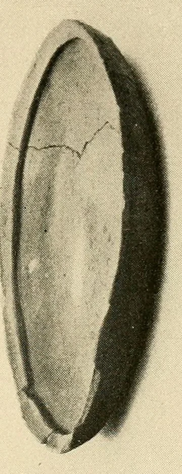 An illustration from Cuba before Columbus, 1921, leaf 101