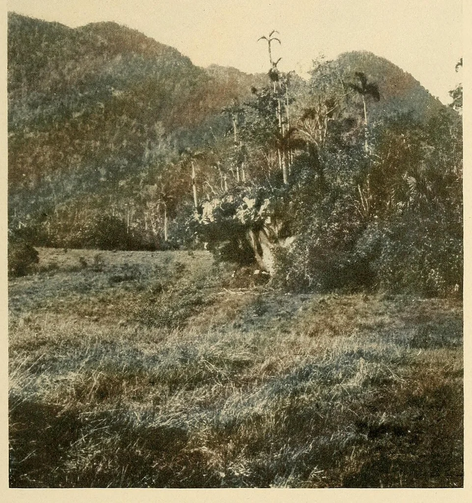 An illustration from Cuba before Columbus, 1921, leaf 197