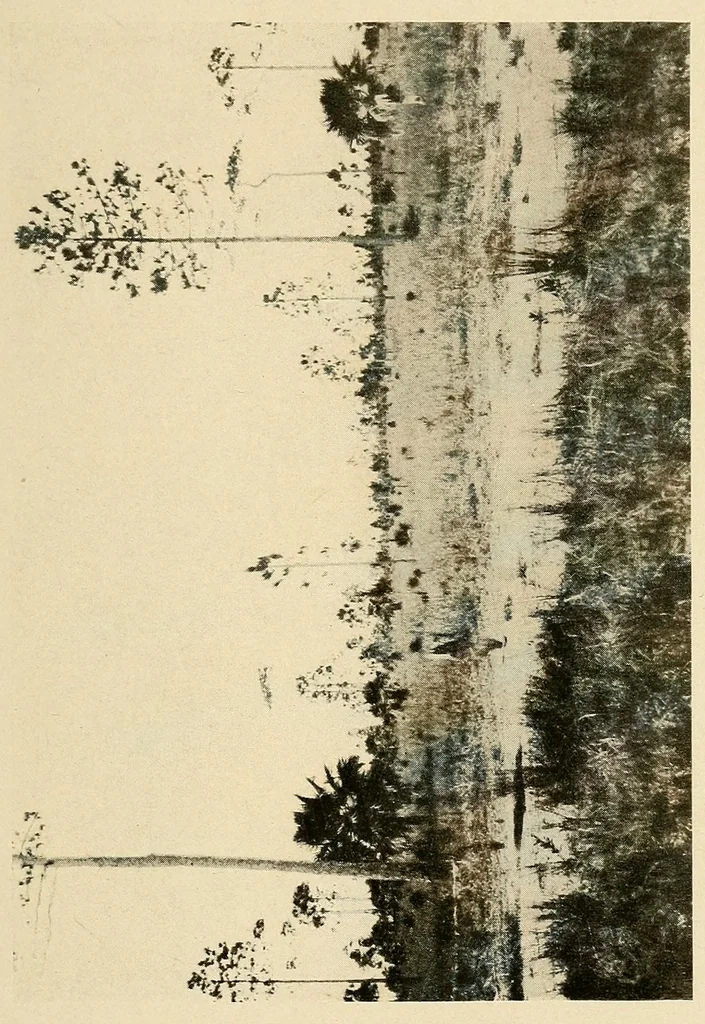 An illustration from Cuba before Columbus, 1921, leaf 249
