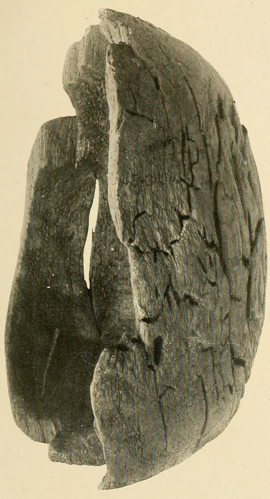 An illustration from Cuba before Columbus, 1921, leaf 267