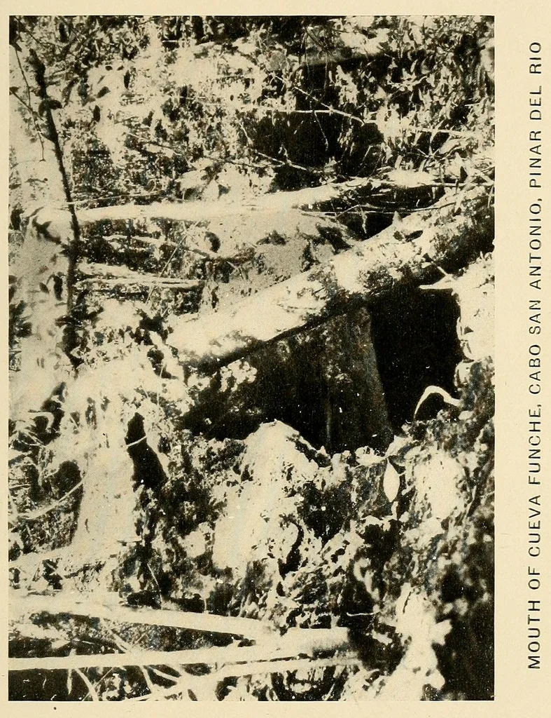 An illustration from Cuba before Columbus, 1921, leaf 299