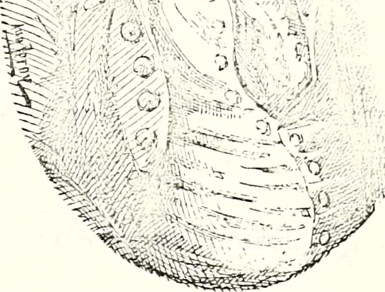 An illustration from The curio : an illustrated monthly magazine, 1887, leaf 525