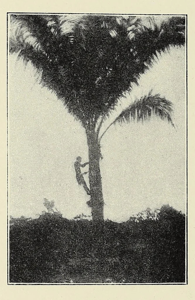 An illustration from The curse of Central Africa, 1903, leaf 128