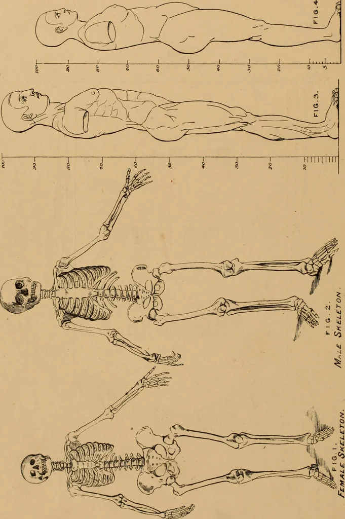 An illustration from The cutters' practical guide to the cutting of ladies' garments.., 1890, leaf 64