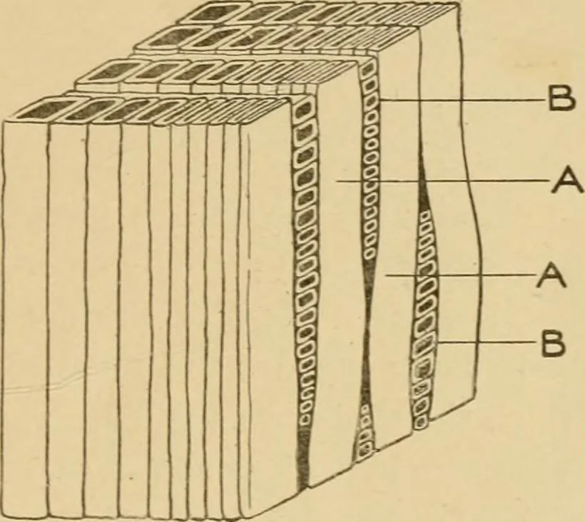An illustration from Cyclopedia of architecture, carpentry, and building : a general reference work ..., 1907, leaf 23