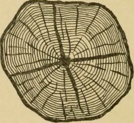 An illustration from Cyclopedia of architecture, carpentry, and building : a general reference work ..., 1907, leaf 24
