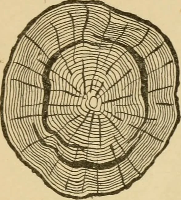 An illustration from Cyclopedia of architecture, carpentry, and building : a general reference work ..., 1907, leaf 25