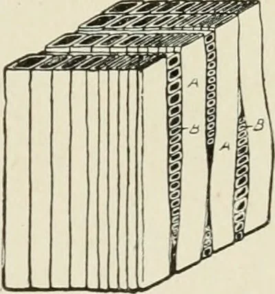 An illustration from Cyclopedia of architecture, carpentry, and building : a general reference work, 1912, leaf 30