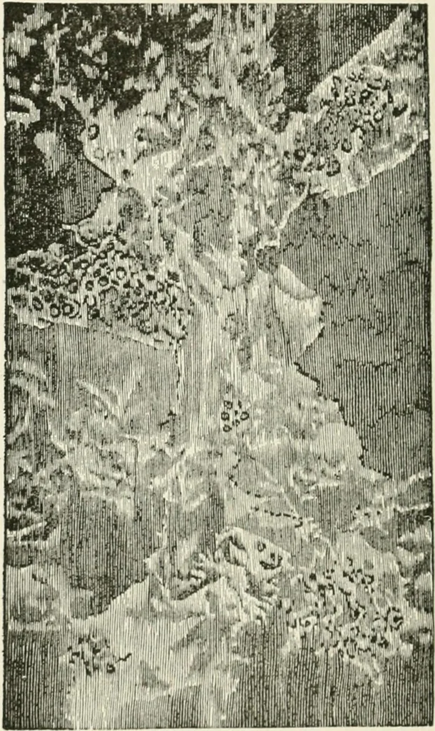 An illustration from Cyclopedia of painting : containing useful and valuable information on the following subjects : adulteration of paint, blistering of paint, brushes, calcimining, carriage painting, china painting, colors, color harmony, color mixing, color testing, exterior painting, gilding, graining, house painting, marbling, mildew, oils and driers, oil painting on glass, painting a bath tub, painting in distemper, paperhanger's tools, paperhanging, pigments, plain oil painting, primary colors, priming, scenic painting, sign painting, stains, staining, stencilling, turpentine, varnishes, varnishing, water color painting, when not to paint, practical points on painting, useful information, 1908, leaf 202