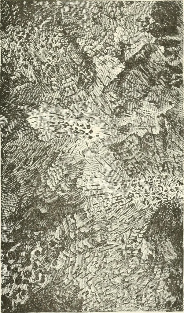 An illustration from Cyclopedia of painting : containing useful and valuable information on the following subjects : adulteration of paint, blistering of paint, brushes, calcimining, carriage painting, china painting, colors, color harmony, color mixing, color testing, exterior painting, gilding, graining, house painting, marbling, mildew, oils and driers, oil painting on glass, painting a bath tub, painting in distemper, paperhanger's tools, paperhanging, pigments, plain oil painting, primary colors, priming, scenic painting, sign painting, stains, staining, stencilling, turpentine, varnishes, varnishing, water color painting, when not to paint, practical points on painting, useful information, 1908, leaf 203
