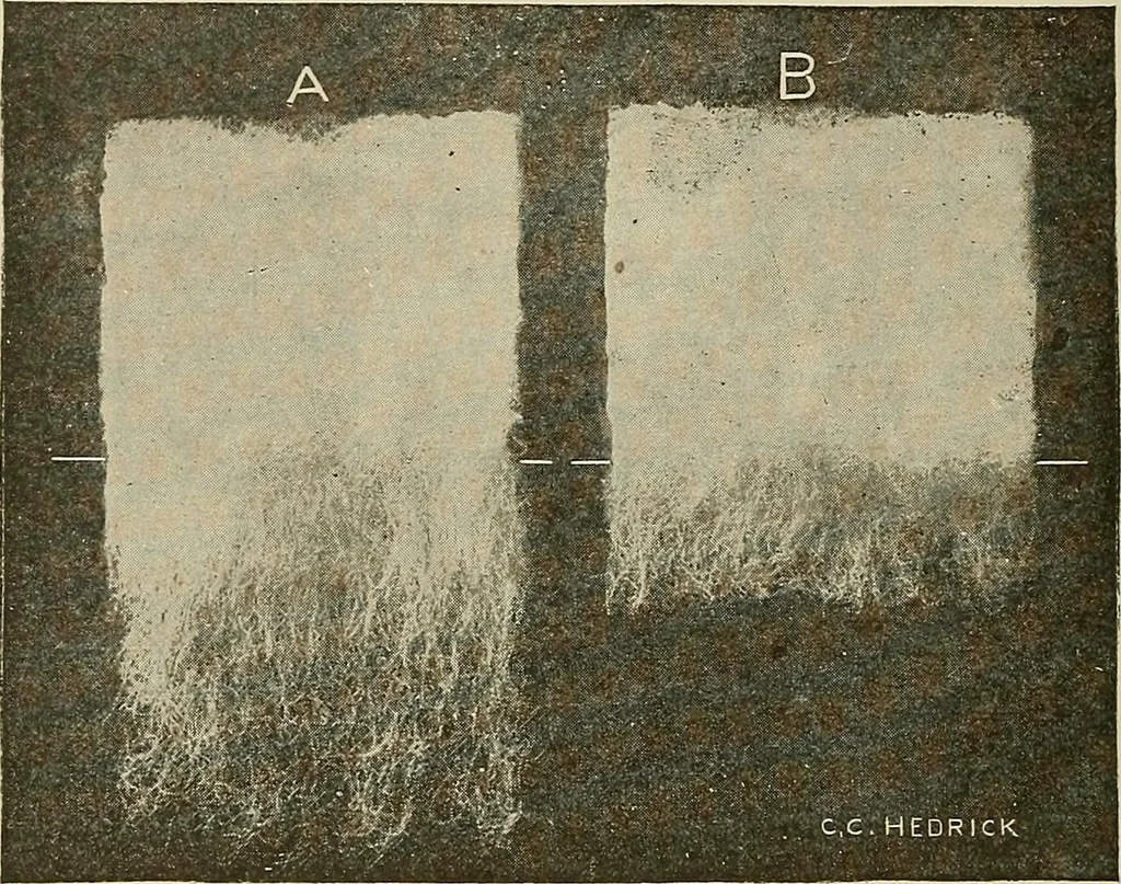 An illustration from Cyclopedia of textile work : a general reference library on cotton, woolen and worsted yarn manufacture, weaving, designing, chemistry and dyeing, finishing, knitting, and allied subjects, 1911, leaf 124