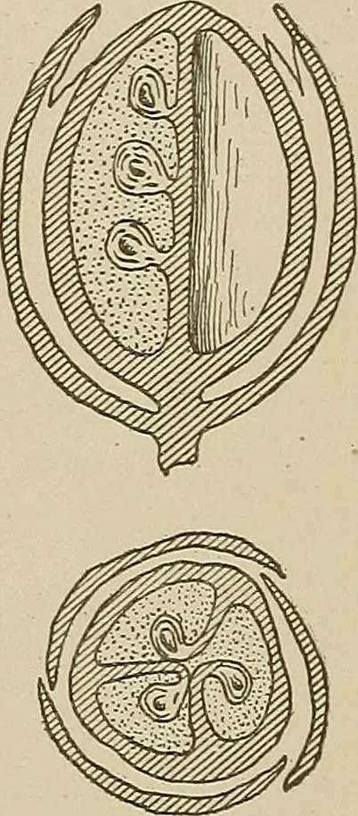 An illustration from Cyclopedia of textile work : a general reference library on cotton, woolen and worsted yarn manufacture, weaving, designing, chemistry and dyeing, finishing, knitting, and allied subjects, 1911, leaf 21