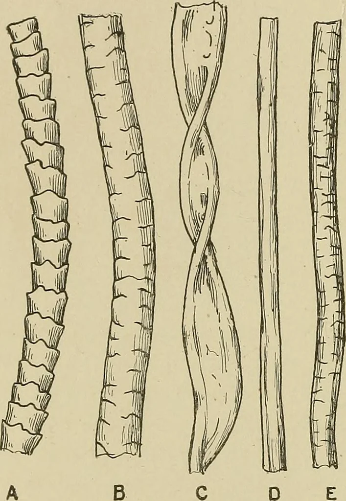 An illustration from Cyclopedia of textile work : a general reference library on cotton, woolen and worsted yarn manufacture, weaving, designing, chemistry and dyeing, finishing, knitting, and allied subjects, 1911, leaf 30