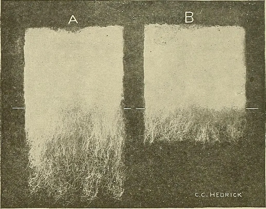An illustration from Cyclopedia of textile work; a general reference library on cotton, woolen and worsted yarn manufacture, weaving, designing, chemistry and dyeing, finishing, knitting, and allied subjects, 1911, leaf 124