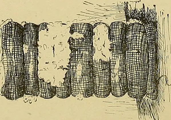 An illustration from Cyclopedia of textile work; a general reference library on cotton, woolen and worsted yarn manufacture, weaving, designing, chemistry and dyeing, finishing, knitting, and allied subjects, 1911, leaf 27