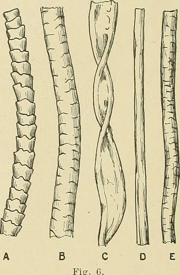 An illustration from Cyclopedia of textile work; a general reference library on cotton, woolen and worsted yarn manufacture, weaving, designing, chemistry and dyeing, finishing, knitting, and allied subjects, 1911, leaf 30
