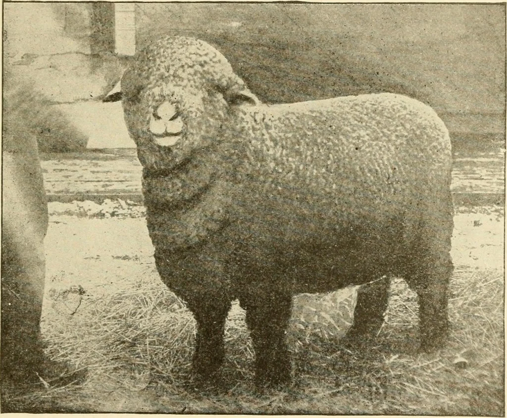 An illustration from Cyclopedia of textile work : a general reference library on cotton, woollen and worsted yarn manufacture, weaving, designing, chemistry and dyeing, finishing, knitting, and allied subjects, 1907, leaf 23