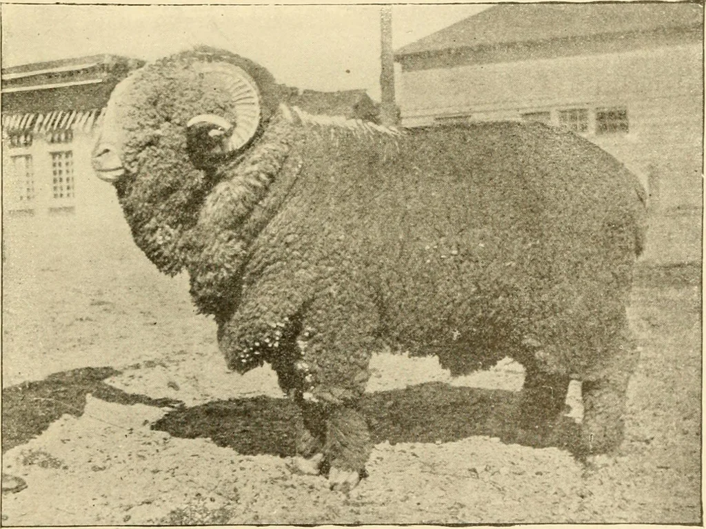 An illustration from Cyclopedia of textile work : a general reference library on cotton, woollen and worsted yarn manufacture, weaving, designing, chemistry and dyeing, finishing, knitting, and allied subjects, 1907, leaf 25