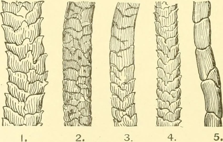 An illustration from Cyclopedia of textile work : a general reference library on cotton, woollen and worsted yarn manufacture, weaving, designing, chemistry and dyeing, finishing, knitting, and allied subjects, 1907, leaf 30