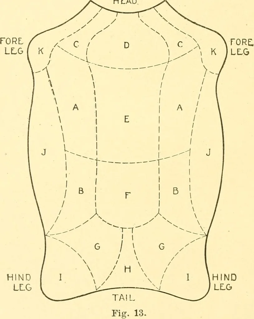 An illustration from Cyclopedia of textile work : a general reference library on cotton, woollen and worsted yarn manufacture, weaving, designing, chemistry and dyeing, finishing, knitting, and allied subjects, 1907, leaf 46