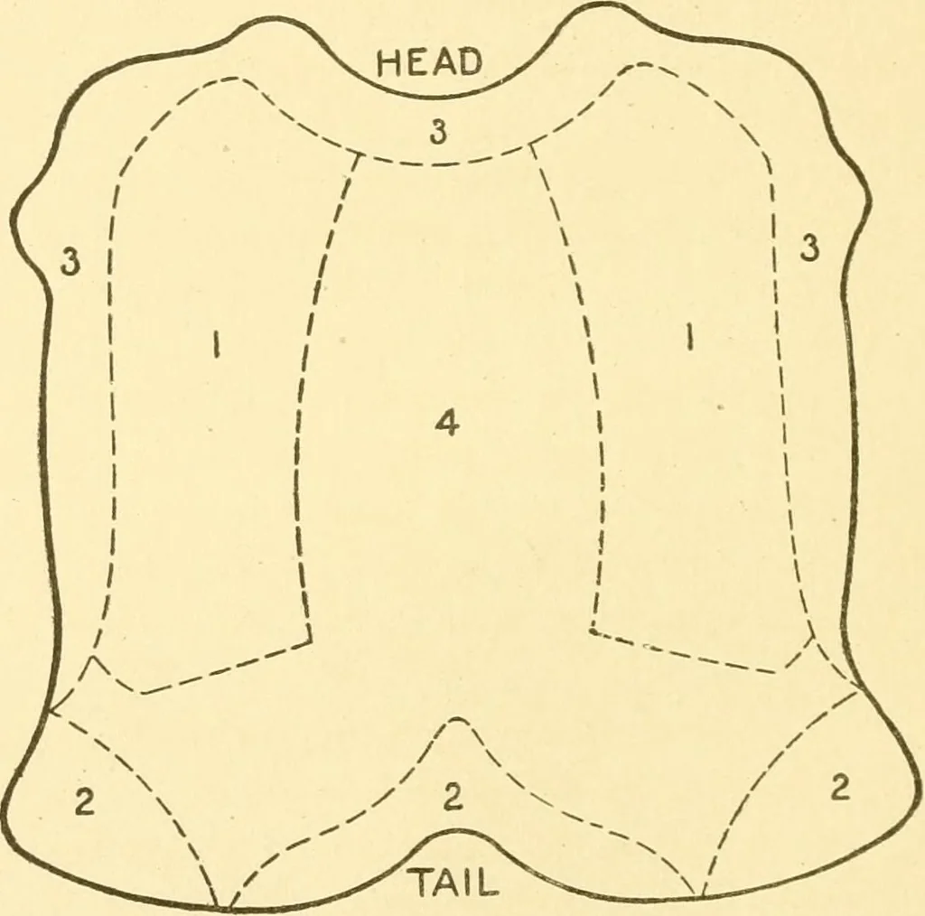 An illustration from Cyclopedia of textile work : a general reference library on cotton, woollen and worsted yarn manufacture, weaving, designing, chemistry and dyeing, finishing, knitting, and allied subjects, 1907, leaf 50