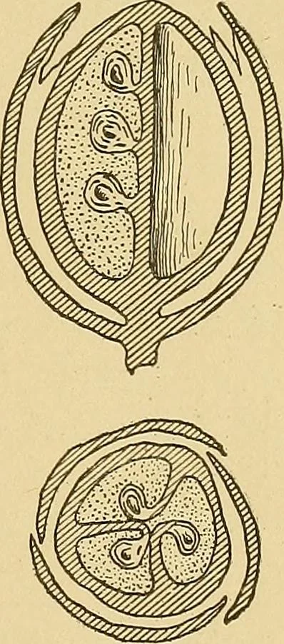 An illustration from Cyclopedia of textile work;, 1907, leaf 24