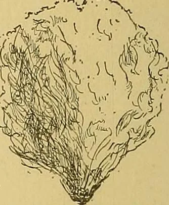 An illustration from Cyclopedia of textile work;, 1907, leaf 25