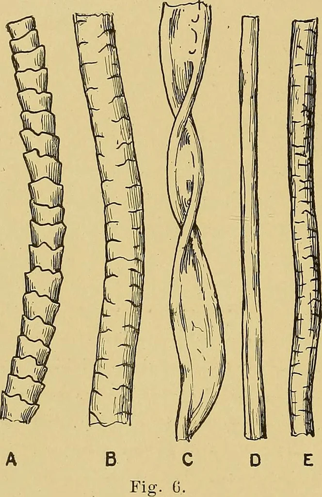 An illustration from Cyclopedia of textile work;, 1907, leaf 33