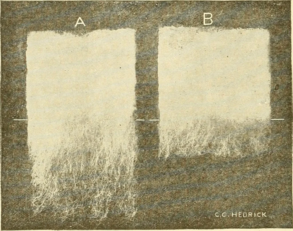 An illustration from Cyclopedia of textile work : a general reference library on cotton, woollen and worsted yarn manufacture, weaving, designing, chemistry and dyeing, finishing, knitting, and allied subjects, 1907, leaf 127