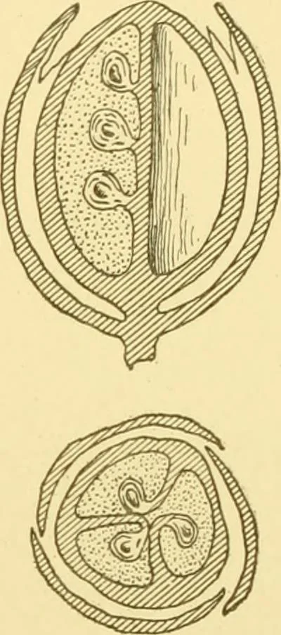 An illustration from Cyclopedia of textile work : a general reference library on cotton, woollen and worsted yarn manufacture, weaving, designing, chemistry and dyeing, finishing, knitting, and allied subjects, 1907, leaf 24