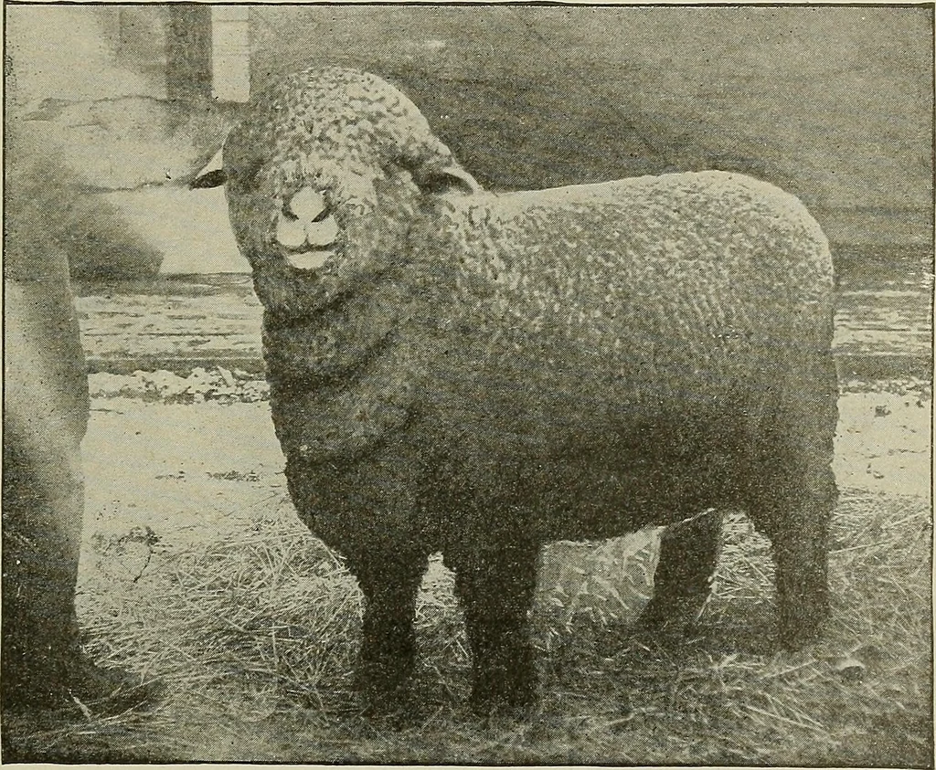 An illustration from Cyclopedia of textile work : a general reference library on cotton, woolen and worsted yarn manufacture, weaving, designing, chemistry and dyeing, finishing, knitting, and allied subjects, 1911, leaf 24