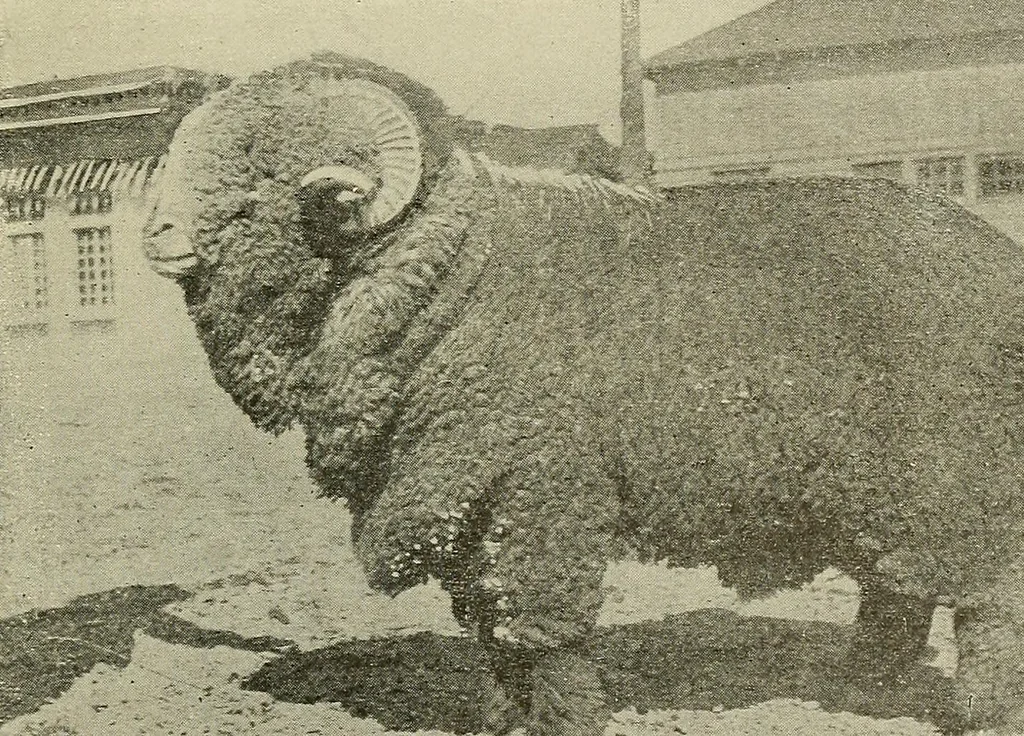 An illustration from Cyclopedia of textile work : a general reference library on cotton, woolen and worsted yarn manufacture, weaving, designing, chemistry and dyeing, finishing, knitting, and allied subjects, 1911, leaf 26