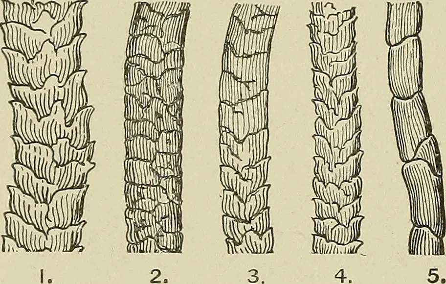 An illustration from Cyclopedia of textile work : a general reference library on cotton, woolen and worsted yarn manufacture, weaving, designing, chemistry and dyeing, finishing, knitting, and allied subjects, 1911, leaf 31