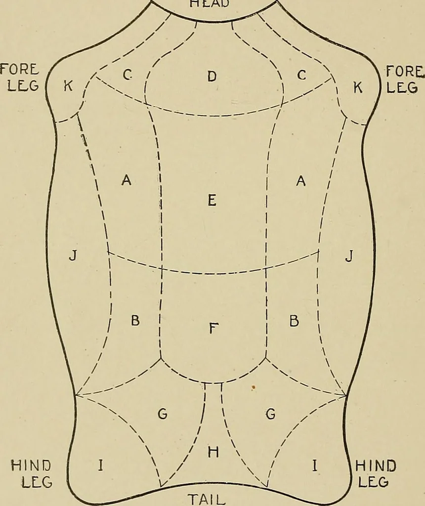 An illustration from Cyclopedia of textile work : a general reference library on cotton, woolen and worsted yarn manufacture, weaving, designing, chemistry and dyeing, finishing, knitting, and allied subjects, 1911, leaf 47