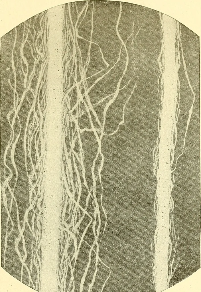 An illustration from Cyclopedia of textile work : a general reference library on cotton, woolen and worsted yarn manufacture, weaving, designing, chemistry and dyeing, finishing, knitting, and allied subjects, 1911, leaf 312