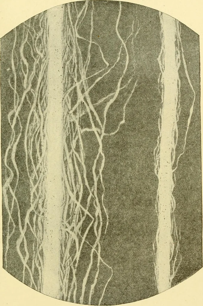 An illustration from Cyclopedia of textile work : a general reference library on cotton, woollen and worsted yarn manufacture, weaving, designing, chemistry and dyeing, finishing, knitting, and allied subjects, 1907, leaf 311
