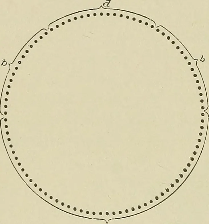 An illustration from Cyclopedia of textile work : a general reference library on cotton, woolen and worsted yarn manufacture, weaving, designing, chemistry and dyeing, finishing, knitting, and allied subjects, 1911, leaf 255