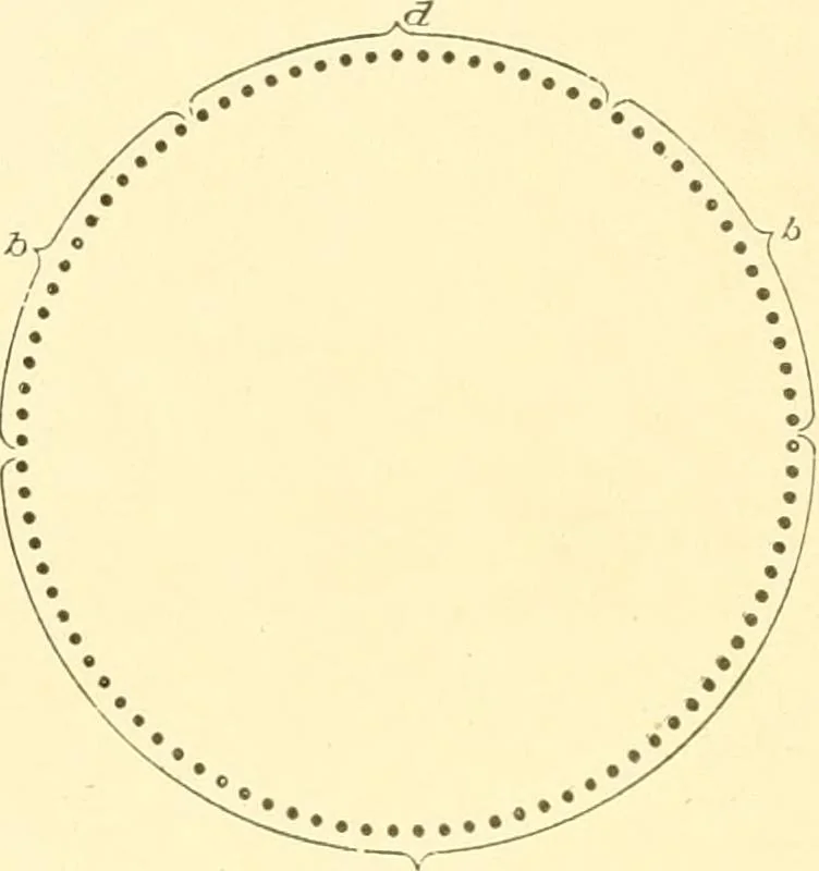 An illustration from Cyclopedia of textile work : a general reference library on cotton, woollen and worsted yarn manufacture, weaving, designing, chemistry and dyeing, finishing, knitting, and allied subjects, 1907, leaf 250