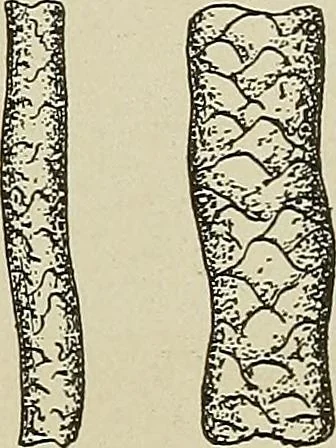 An illustration from Cyclopedia of textile work : a general reference library on cotton, woolen and worsted yarn manufacture, weaving, designing, chemistry and dyeing, finishing, knitting, and allied subjects, 1911, leaf 41