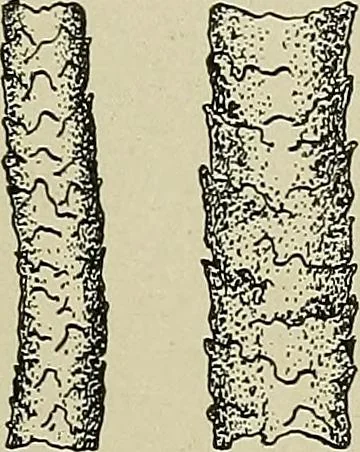An illustration from Cyclopedia of textile work : a general reference library on cotton, woolen and worsted yarn manufacture, weaving, designing, chemistry and dyeing, finishing, knitting, and allied subjects, 1911, leaf 41