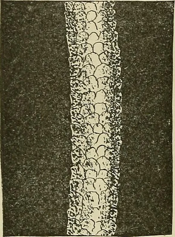 An illustration from Cyclopedia of textile work : a general reference library on cotton, woolen and worsted yarn manufacture, weaving, designing, chemistry and dyeing, finishing, knitting, and allied subjects, 1911, leaf 42