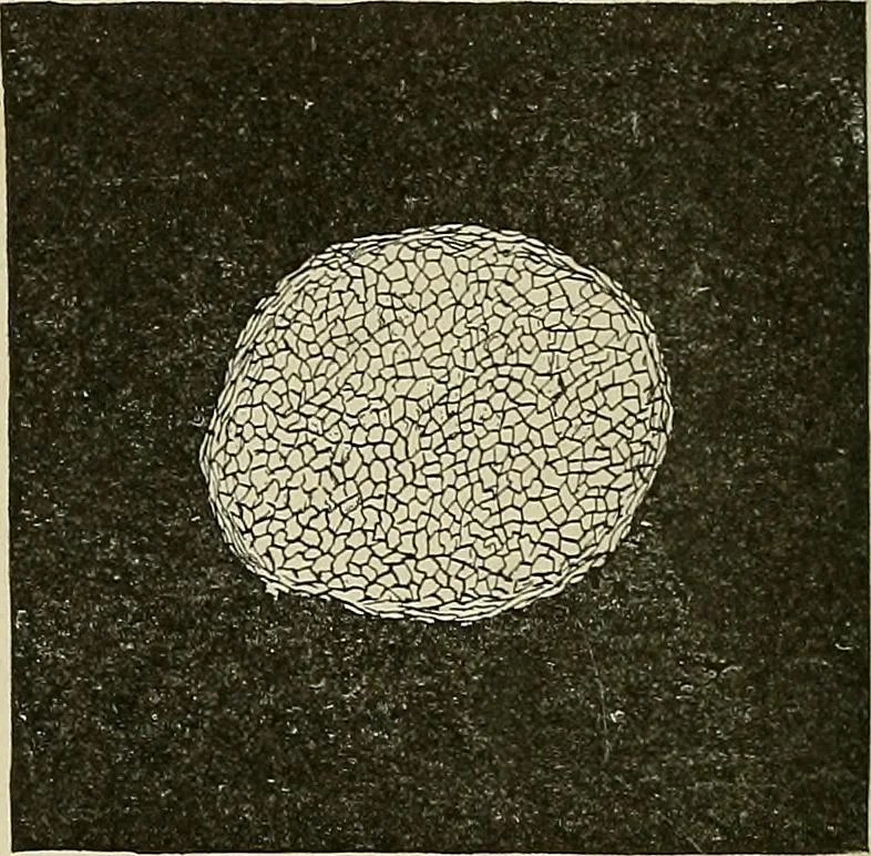 An illustration from Cyclopedia of textile work : a general reference library on cotton, woolen and worsted yarn manufacture, weaving, designing, chemistry and dyeing, finishing, knitting, and allied subjects, 1911, leaf 42