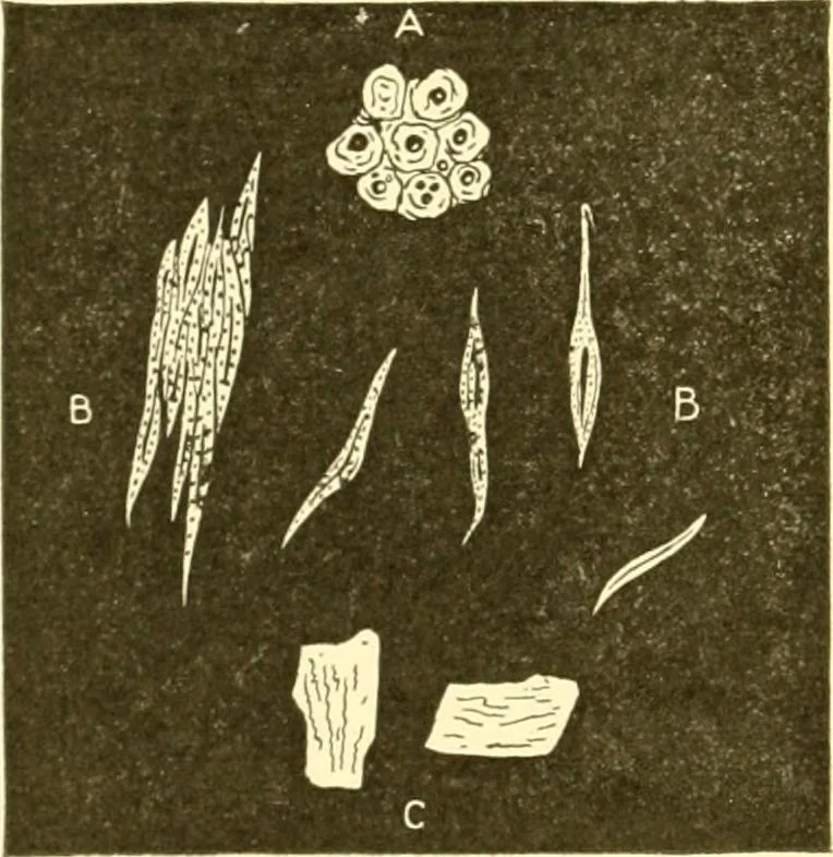 An illustration from Cyclopedia of textile work : a general reference library on cotton, woollen and worsted yarn manufacture, weaving, designing, chemistry and dyeing, finishing, knitting, and allied subjects, 1907, leaf 40