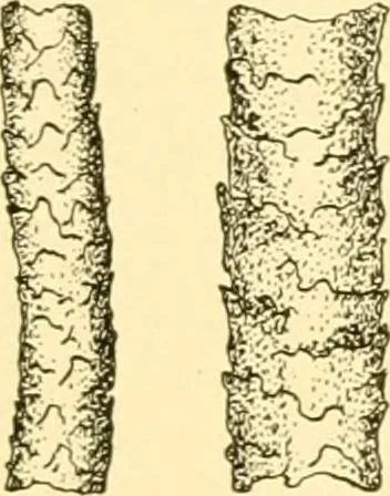 An illustration from Cyclopedia of textile work : a general reference library on cotton, woollen and worsted yarn manufacture, weaving, designing, chemistry and dyeing, finishing, knitting, and allied subjects, 1907, leaf 41