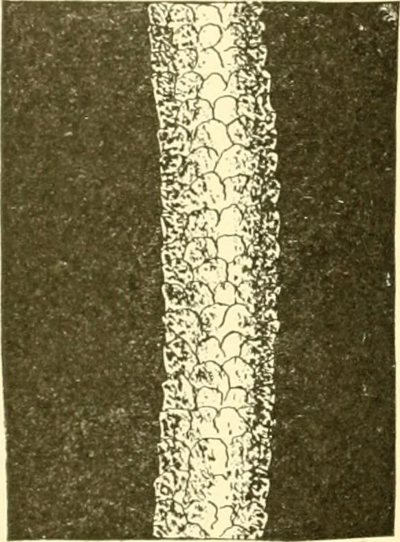 An illustration from Cyclopedia of textile work : a general reference library on cotton, woollen and worsted yarn manufacture, weaving, designing, chemistry and dyeing, finishing, knitting, and allied subjects, 1907, leaf 42