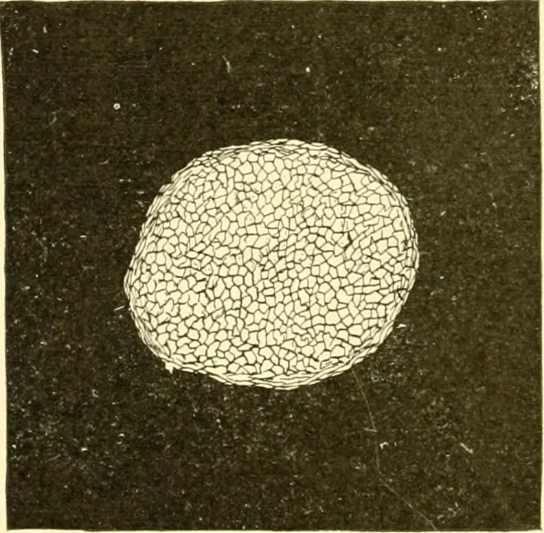 An illustration from Cyclopedia of textile work : a general reference library on cotton, woollen and worsted yarn manufacture, weaving, designing, chemistry and dyeing, finishing, knitting, and allied subjects, 1907, leaf 42
